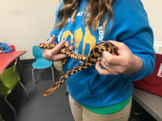 CMFindlay1's tweet image. Native Ohio animals visited @CMFindlay1 thanks to the @ToledoZoo !