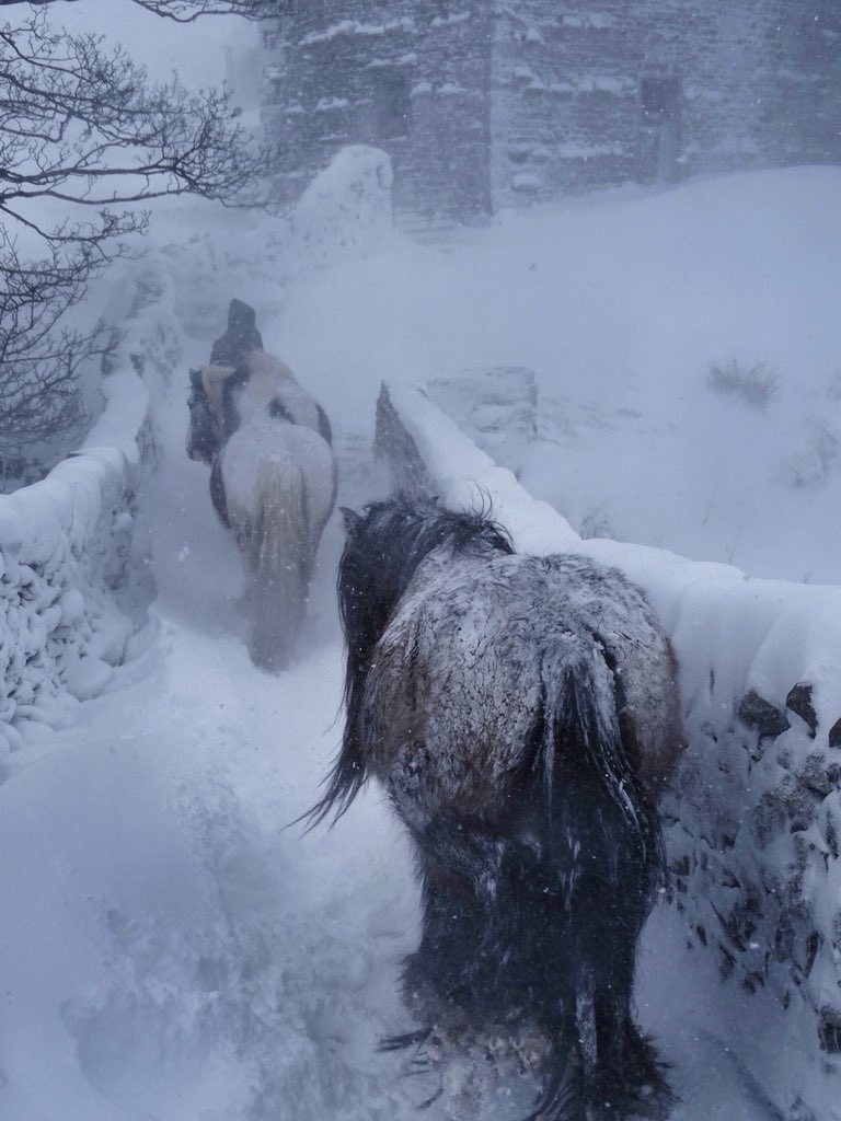AmandaOwen8's tweet photo. Across the packhorse bridge as the pack ponies did for centuries carrying coal in panniers. 🐴🐴🐴They returned with full panniers bringing meal and flour to the remote farmsteads. https://t.co/viWG4ItWR1