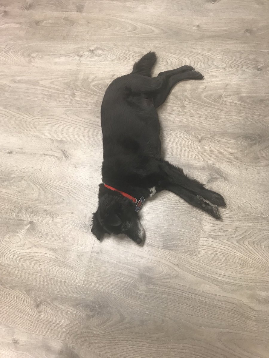 AdeptPR's tweet photo. Itβs another dog-day afternoon at the #AdeptPR office! πΎπΆπ€ #OfficeDogs #Luna #Saide https://t.co/ktQ5NCrKov