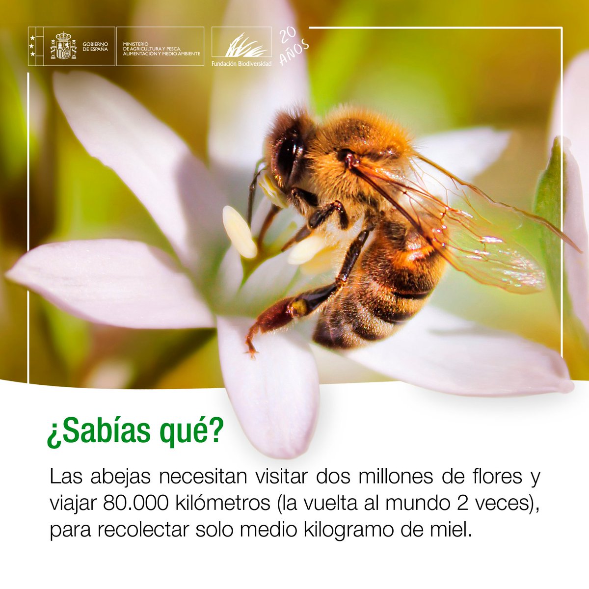 Una #abeja puede visitar alrededor de 2.000 flores en un día, volando unos 25 kilómetros por hora. 🐝#SabíasQue