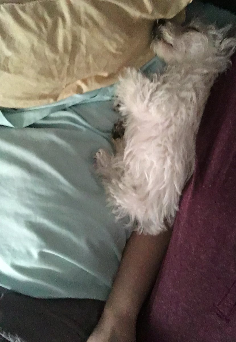 KaylaMusic_'s tweet image. Sleepy puppy #westie #newestaddition