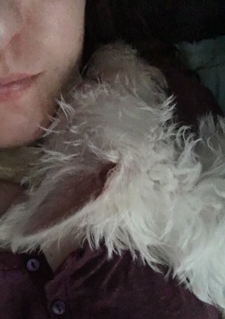 KaylaMusic_'s tweet image. Sleepy puppy #westie #newestaddition