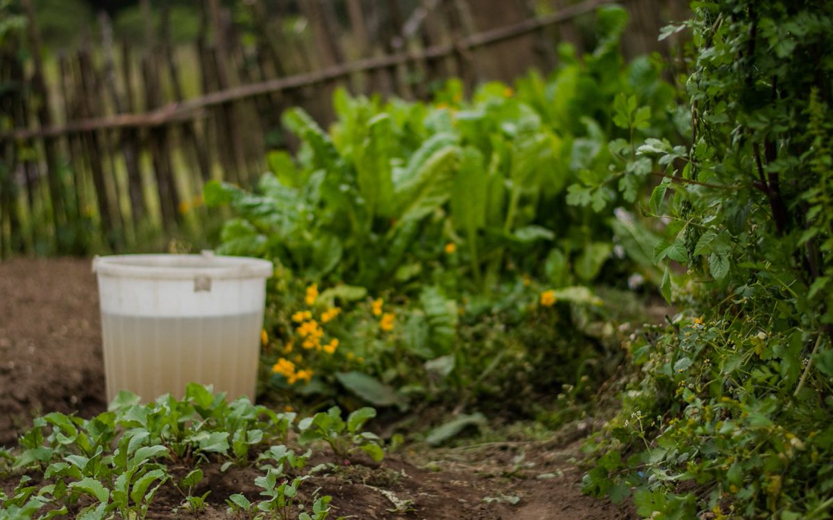 FAOGuatemala's tweet photo. #Video Conoce cómo los #filtrosartesanales de #aguasgrises implementados por el #PCSAN se convirtieron en una práctica efectiva para la producción de #huertosfamiliares y de adaptación al #CambioClimatico https://t.co/557iXJf8nP https://t.co/kABqUlhLqJ