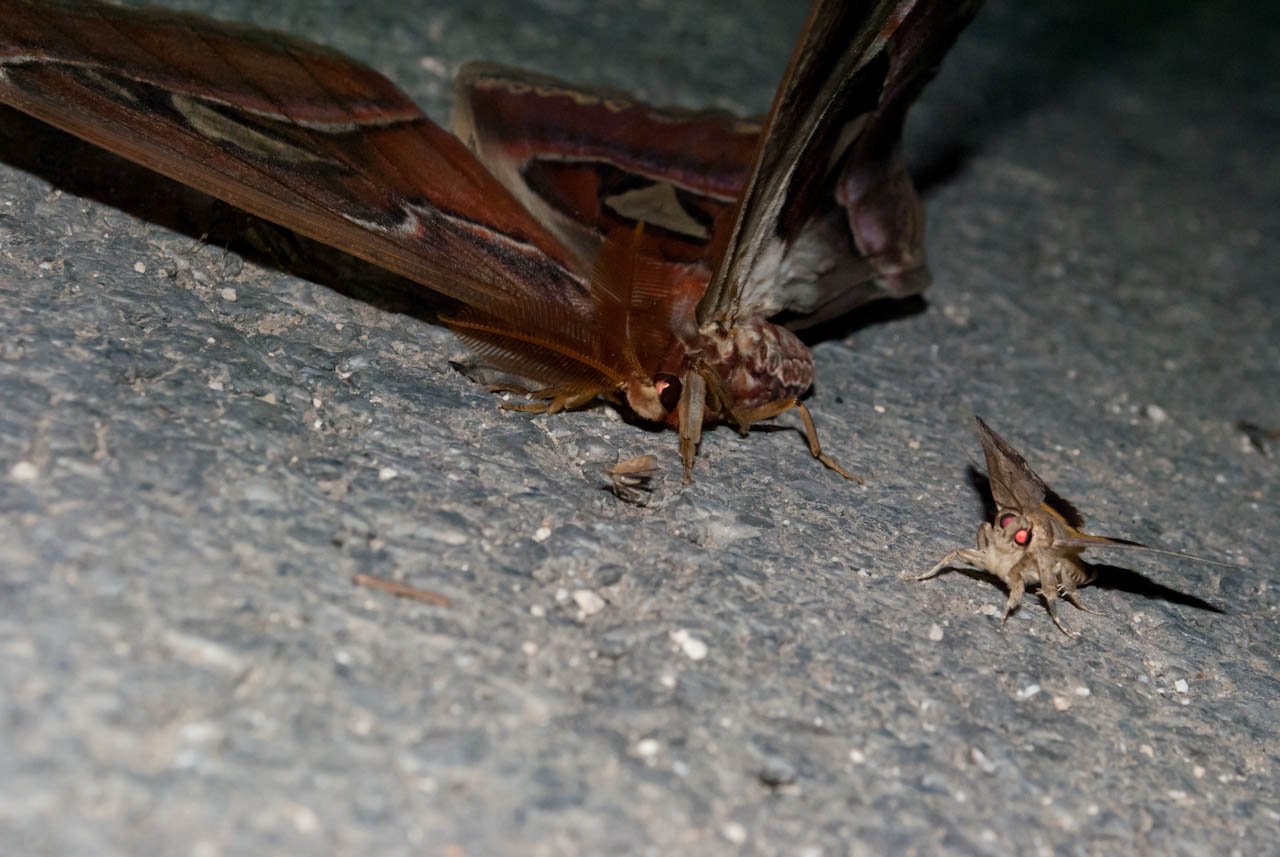 ちびオオセンチ Twitter પર 蛾の顔かわいい選手権