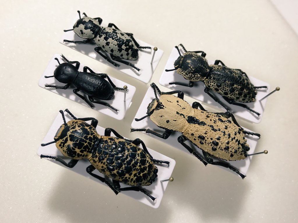Zopherus chilensis 大型で白色のアメリカアトコブゴミダマ。この