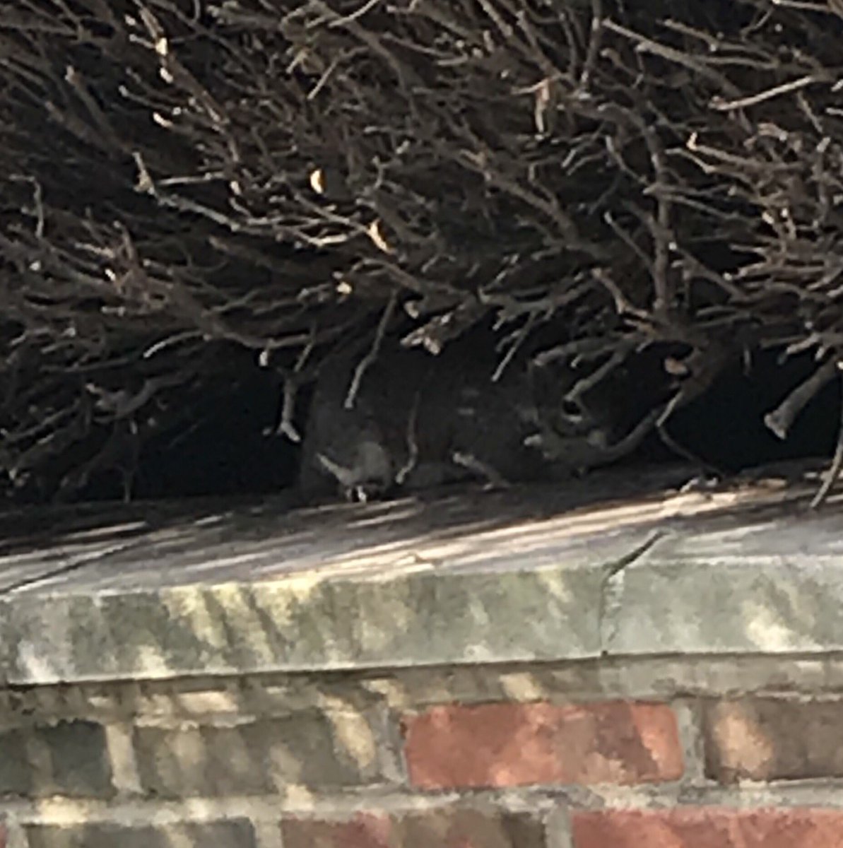 Oogle184's tweet photo. Name: George Bush

Type: ???

Bio: Not much is known about George. She is often seen in the shadows. Occasionally she has been sighted going in and out the Gard’s back door. Some have concocted complicated conspiracy theories, but nothing has been confirmed. 

#Nutty https://t.co/z6RgCaO4Zx