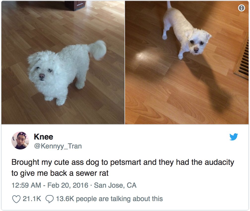 amandafox68's tweet image. Look familiar @sylviagani LOL? #differentdog #sameproblems