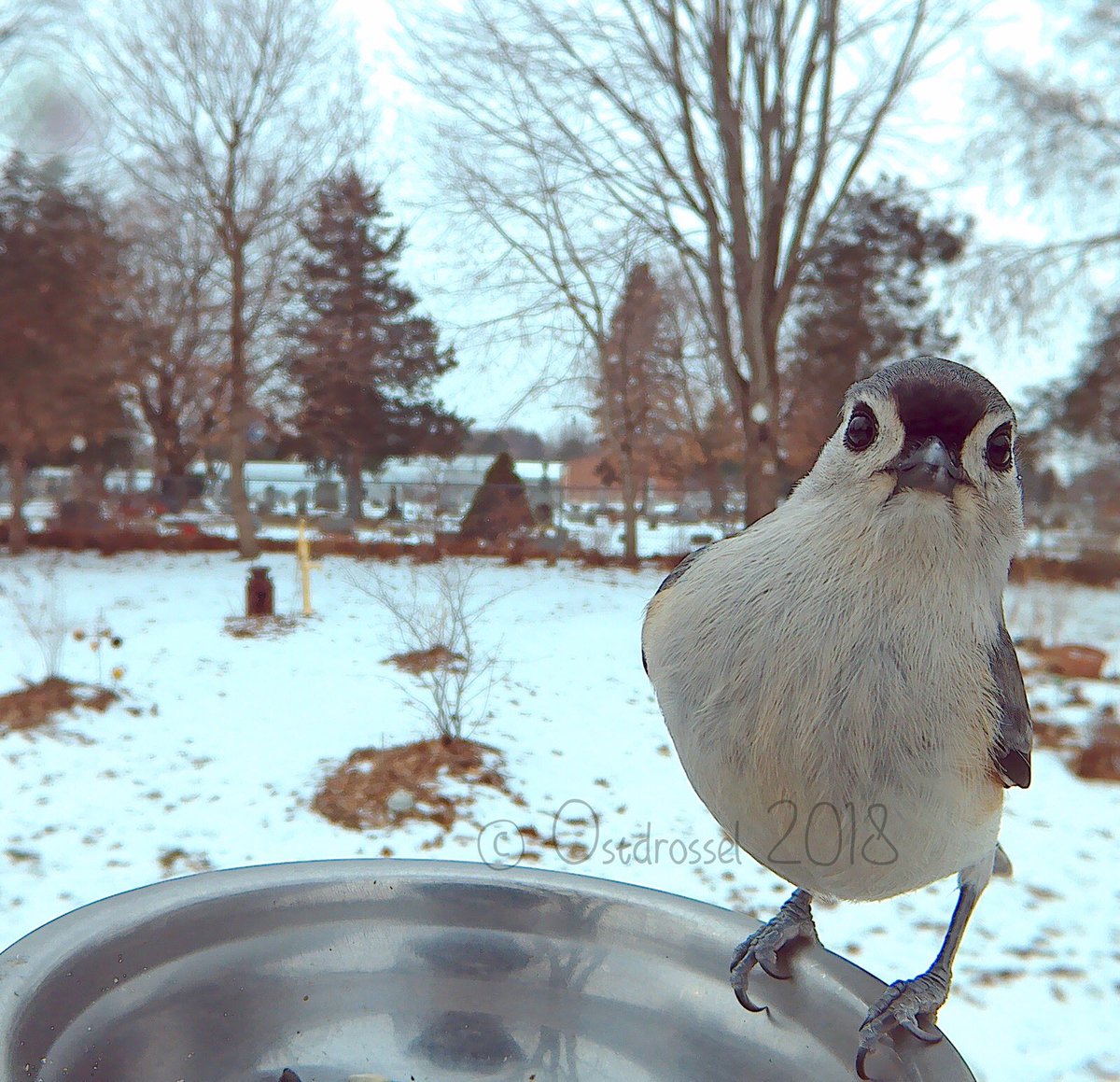 AudubonMidAtl's tweet photo. Our newest Instagram Takeover Artist! @Ost_Drossel @Birdphotobooth #yearofthebird #tutftedtitmouse #titmice #TUTI #peterpeterpeter #audubonpa #jjac #birdsofnorthamerica #backyardbirds #birdlovers #nature #ostdrossel #birdphotography #birdphotobooth https://t.co/I2BICmNCMt