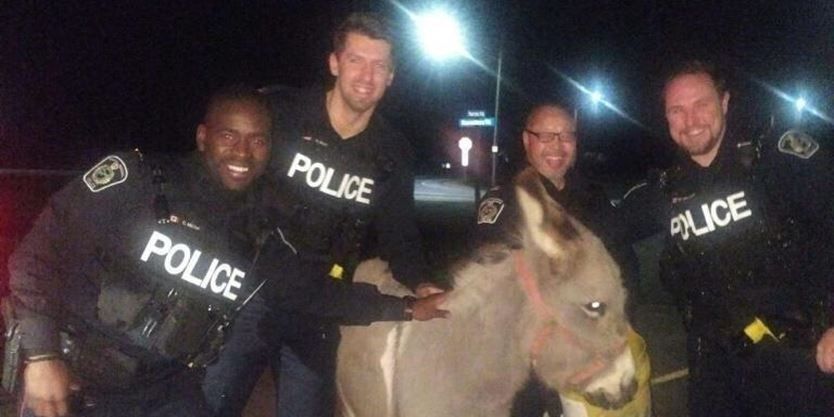 TheSpec's tweet photo. "My understanding is that the donkey was very co-operative:" Niagara cops capture lost donkey https://t.co/JTEtvH8Yu8 https://t.co/L1nLcEhwwn