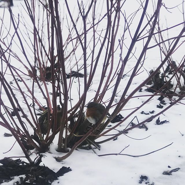 Our little friend #robinredbreast in the snow ⛄️ bit.ly/2GSNhsJ