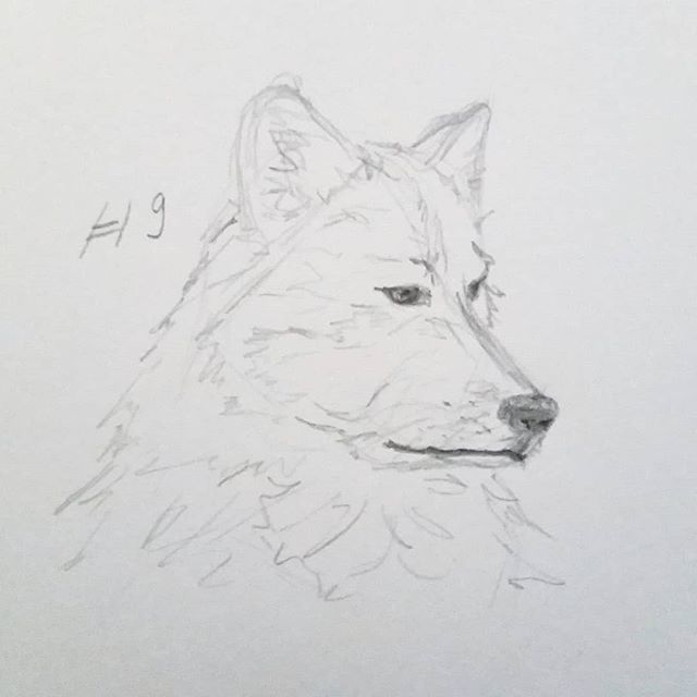 live_love_maria's tweet photo. Sketching away for my #AWolfADay
Here is number 9
This week was busy so I got only a few in. A update blog post to follow later today. https://t.co/fXOuHOoLVa https://t.co/wc3tgIas4X