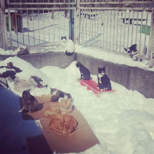 bglifesu's tweet photo. #cats #cold #cute #winter #varna  #bulgaria #wildanimals #catsintrouble https://t.co/nd17kWTe0e