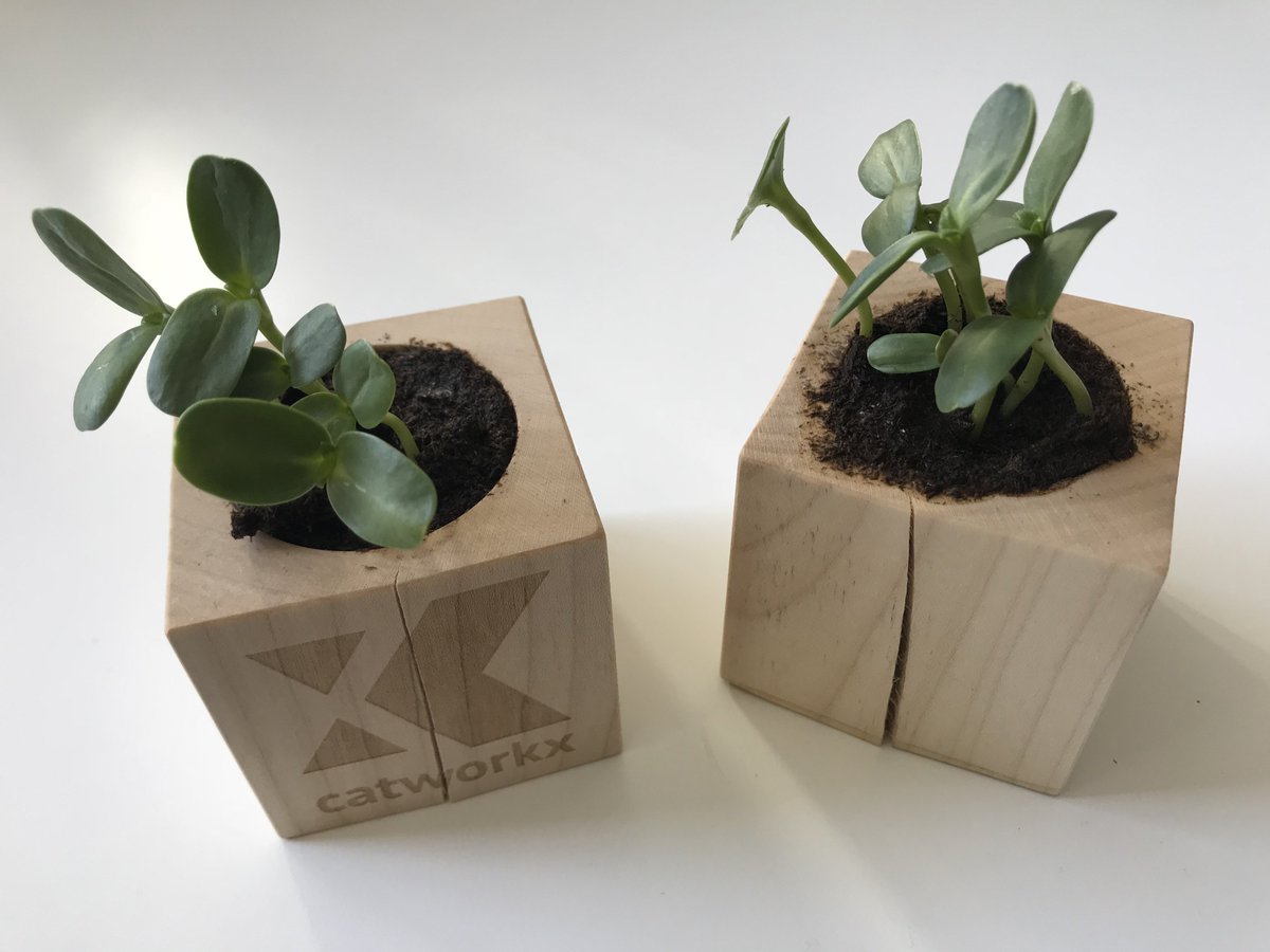 Your sunflower seeds are to strong for the wood blocks <a href="/catworkx/">catworkx</a> What now? #powertotheplants #atlassianTeamTour #natureisawesome