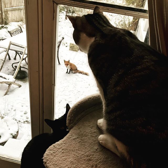 Poor fox, but you can't come in here ift.tt/2GTsdCr