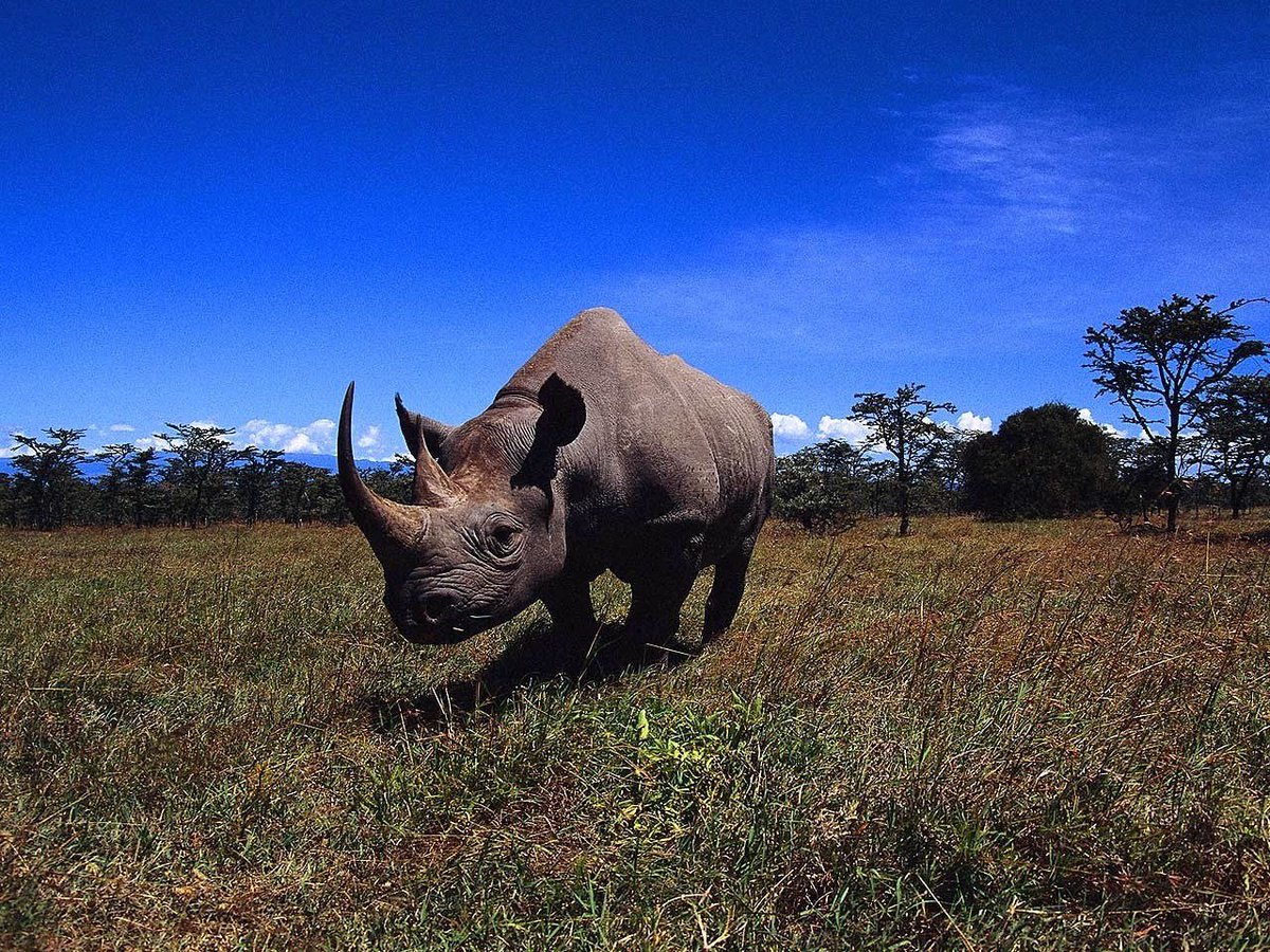 Носорог природная зона. Африканский носорог. Животные Африки носорог. Африка Саванна носорог. Белый носорог.