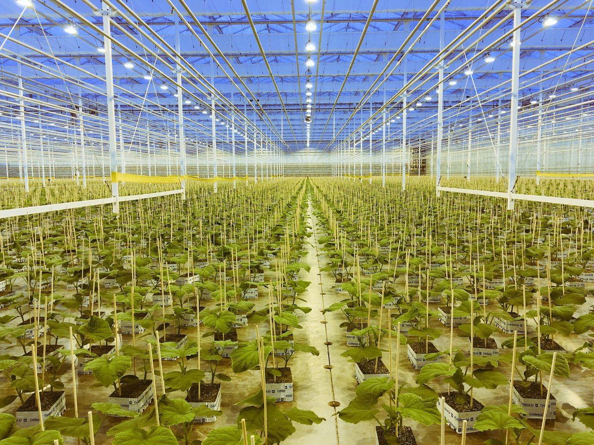 Some more of our Premium Cuke Plants enjoying another beautiful morning