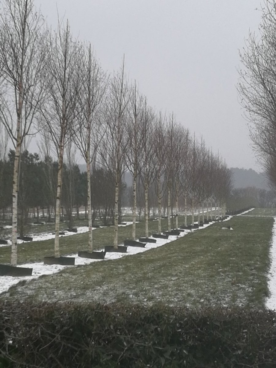 Howard3Mark's tweet photo. Brings back memories #rootballing #horticulture @HillierNursery https://t.co/k8BK5DwMtb