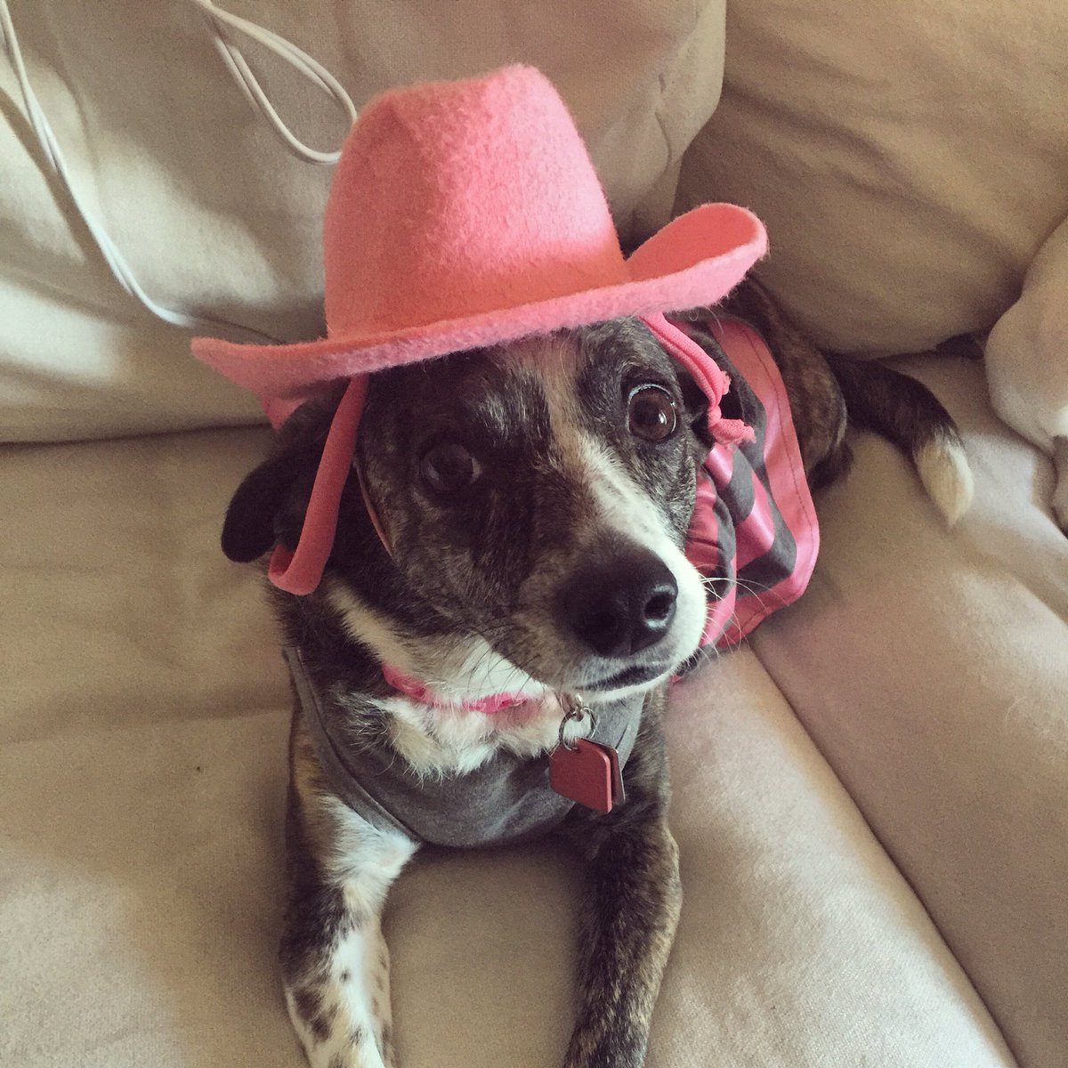 Beccasaurus1's tweet photo. @AltNashville @battleonair @Imaginedragons My dog! Gotta follow Barbra Streisand’s example https://t.co/KTT1HUw1Zy