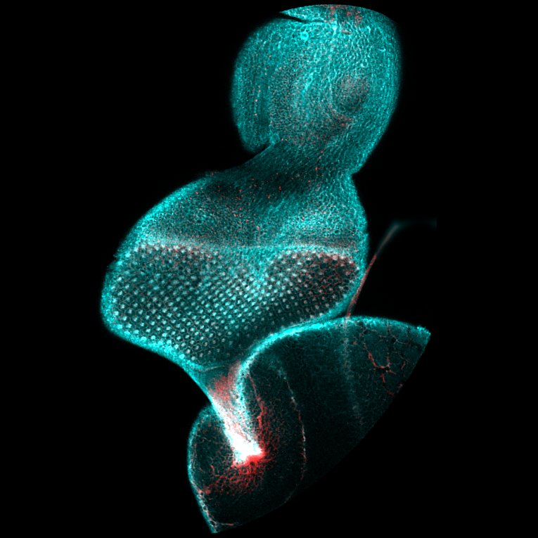 SinaiBrain's tweet photo. CONGRATS to our 1st place “Call for Images” winner, Nabila Founounou for her awesome image entitled “From the retina to the brain”! CHECK OUT Nabila’s work at this year’s #ArtoftheBrain Exhibition at @ElTallerLatino. OPENING RECEPTION - MARCH 12, 6-8PM: https://t.co/tjtCu4JRiG https://t.co/hnyjkHJhYf