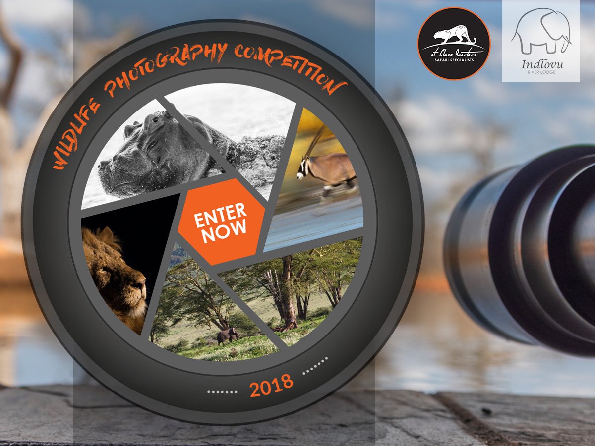 IndlovuL's tweet photo. WILDLIFE PHOTOGRAPHY COMPETITION 2018! Details here: https://t.co/Zg88TfSzOx
#IndlovuRiverLodge & #AtCloseQuarters #SafariSpecialists are proud to be a part of your #photographic journey. #PhotographyCompetition #WildlifePhotography
Comp closes 30 Aug 2018. https://t.co/xJvbmfHRSR