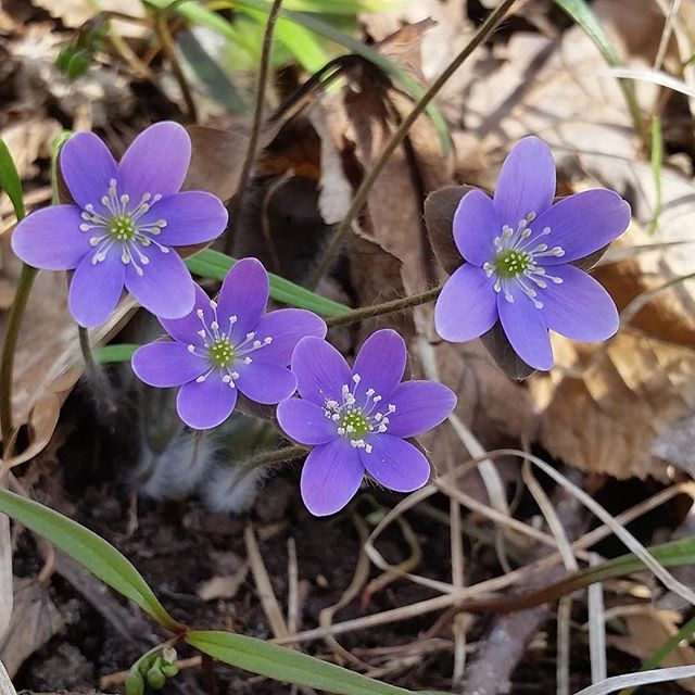 Wisconsinights's tweet photo. Happy March 1st in Wisconsin! (via garfunkle4U) #marchishere #goodbyefebruary #byefelicia #worstofwinterisover #hopingforspring #wildflowers #springiscoming #stillwinterthough #wisconsinwinter #wisconsinlife #wisconsin #Wisconsinights #wisconsinites #wis… https://t.co/1Js5cAFyqf https://t.co/ASeLJTV8uv