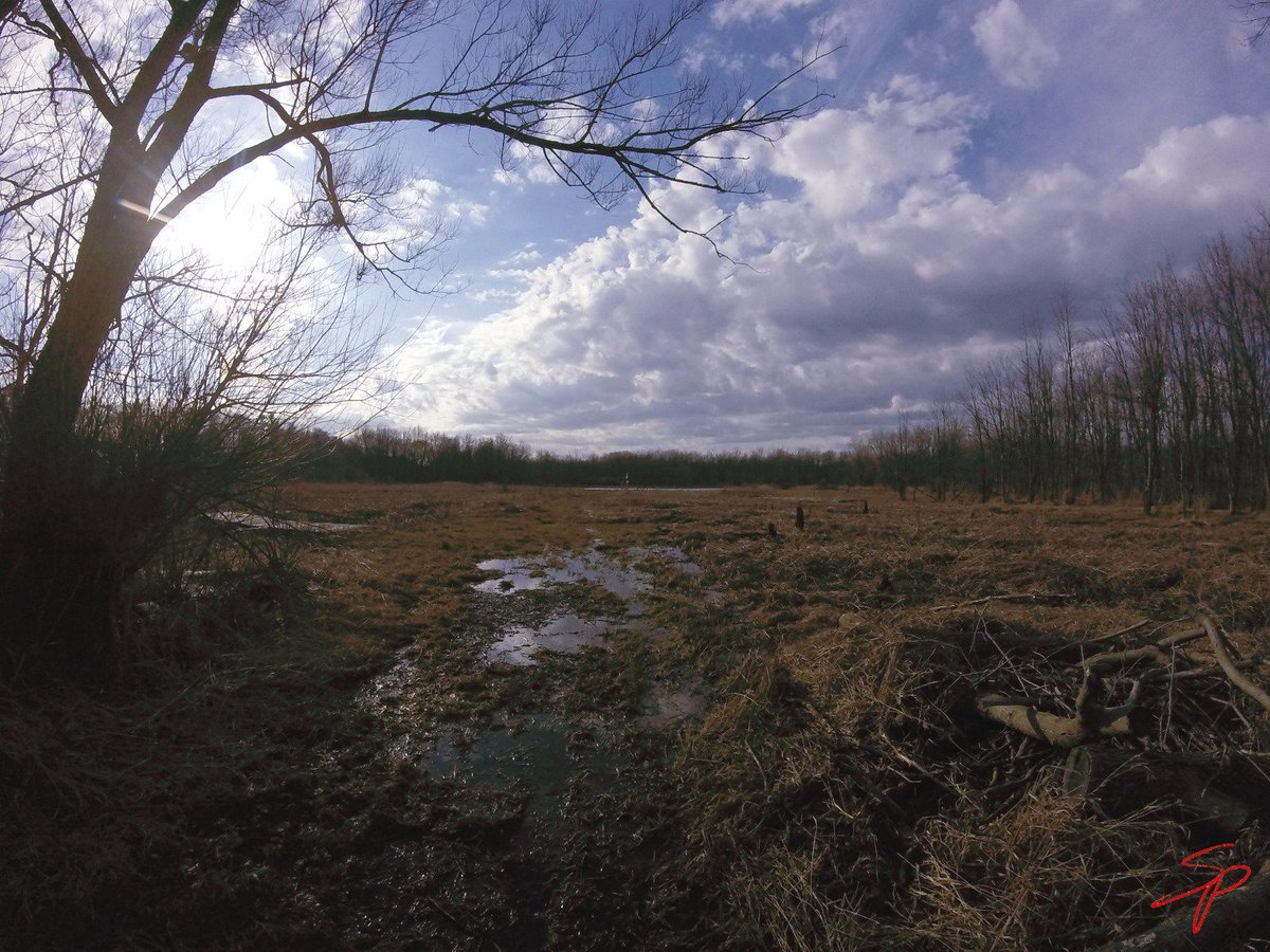Landscape Ecology and Ecosystem Science Lab tweet media