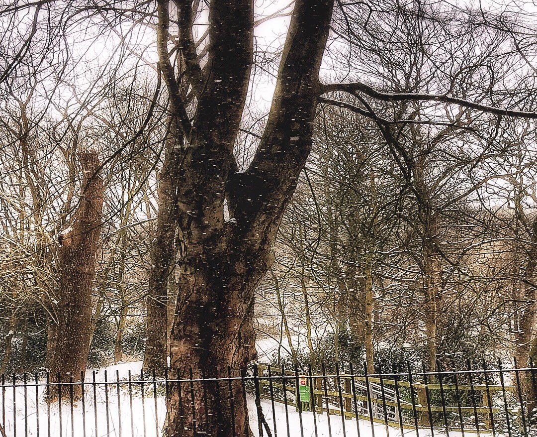 bd_visuals's tweet image. Awesome shots with my iPhone6 
.
.
.
.
.
.
#awesomeshot #randomshot #snowday #bdvisuals_prod #bolarinwa #lancashire #nature #010318