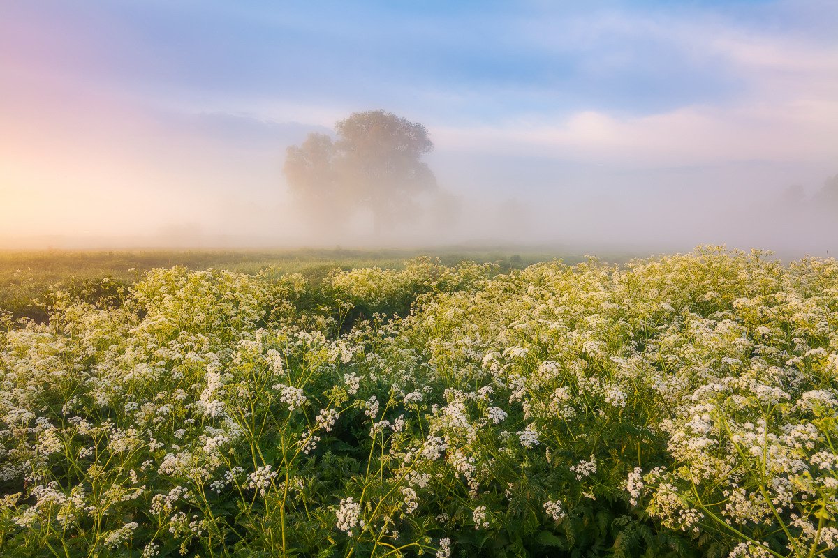 ukrainetrek's tweet image. On the first day of the calendar spring, let's enjoy picturesque and colorful summer landscapes of the Carpathian Mountains #Ukraine #nature #travel Photos by: Anton Petrus.