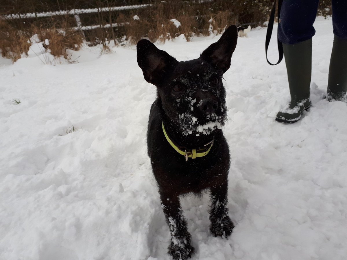 LiamDale_'s tweet photo. Roxy loved the snow today. Tough little Pattie. #Patterdales #Patterdalesrock #Nuttallstrain #Beastfromtheeast https://t.co/t20aFX8T2Y