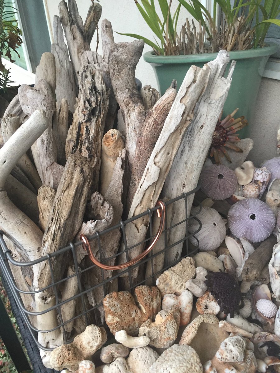 MauiREGuru's tweet image. Definitely obsessed. Maui Real Estate Guru #MauiRealtor #ShellPicker