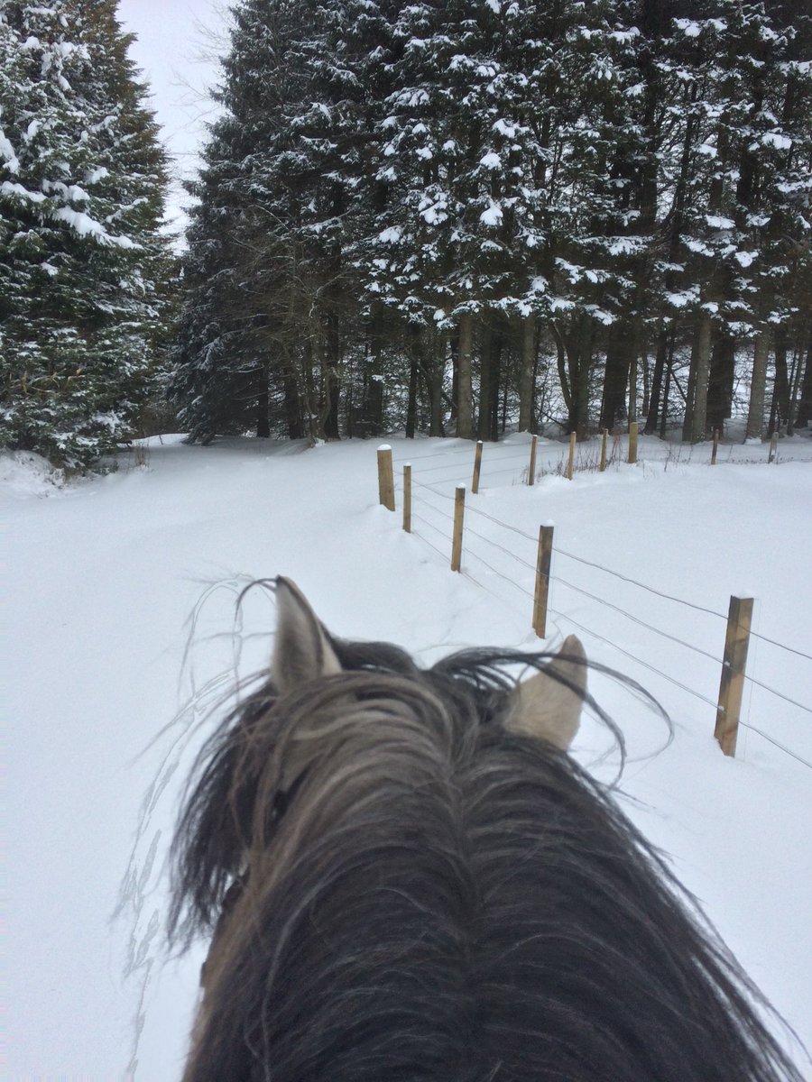 The original 4x4 🚘🐴
#HighlandPoniesRule #OffRoading #UpToHisKnees