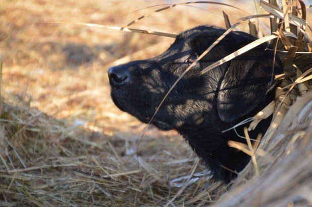 Mack's Prairie Wings (@mackspw) | Twitter