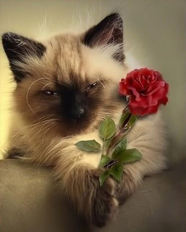 Открытка ты котенок