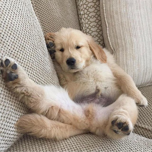 When you wake up on a Friday ...then realize it’z only Thursday 🤦🏼‍♂️ @golden__beau #rufflife #PupBox