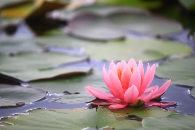 滋賀県の睡蓮の花 蓮池の名所18 開花状況や見頃時期 まったりと和風