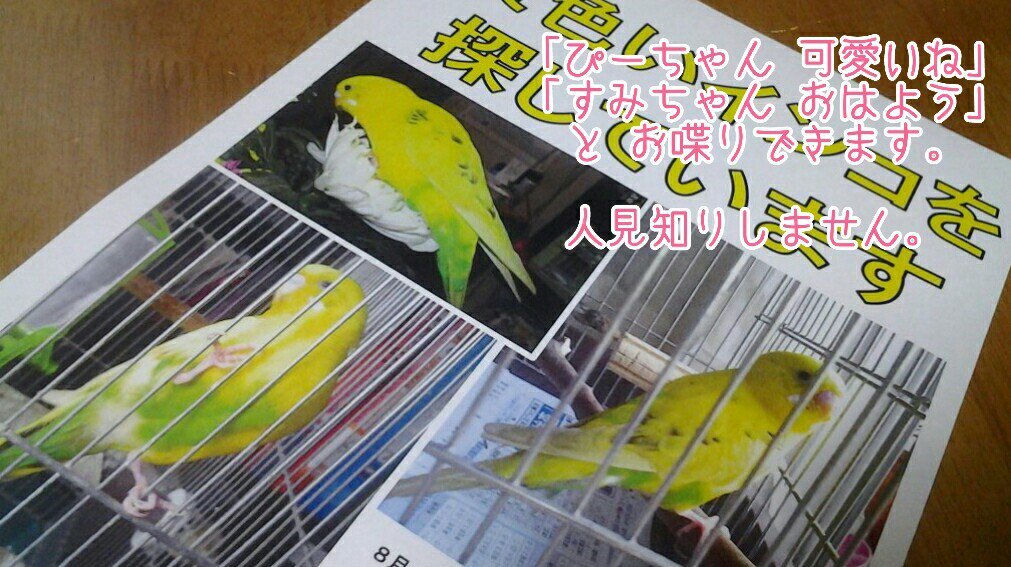 space8gd's tweet photo. 🐤
2015年8月に東京都葛飾区から迷子にした黄色いインコを探しています。誰かのお家におじゃましていませんか？

ぴーちゃん
すみちゃん
おはよう
かわいいね

等 おしゃべりが上手です。

#拡散希望 
#葛飾 #足立区 #江戸川区 #墨田区 #荒川区 
#セキセイインコ #セキセイ 
#鳥 #迷い #インコ #迷子 https://t.co/JwTk5KnCMe