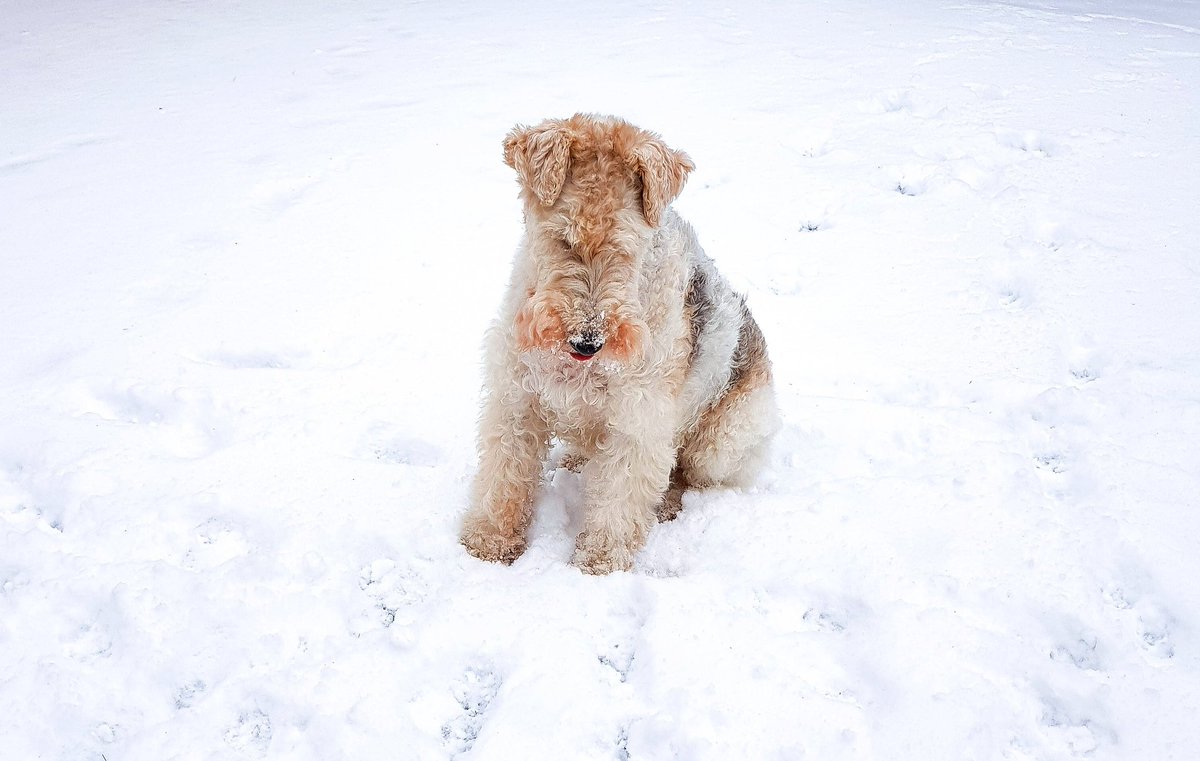 LaurenAQuigley's tweet image. When the snow covers all your toys... #firstworlddogproblems ❄🌨