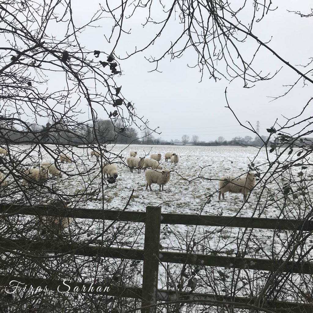 firas_sarhan1's tweet photo. Images of frozen Buckinghamshire @BBCBreakfast #bbcbreakfrost @officialmix96 @FamiliesBucks @buckscc #buckinghamshire @BuckinghamCover https://t.co/65Zpdo2D8h