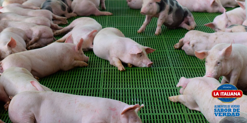 Nuestros cerdos son cuidados por técnicos y veterinarios, quienes aseguran su bienestar animal. Sabemos que su desarrollo sano y tranquilo trasciende en el sabor de la carne.