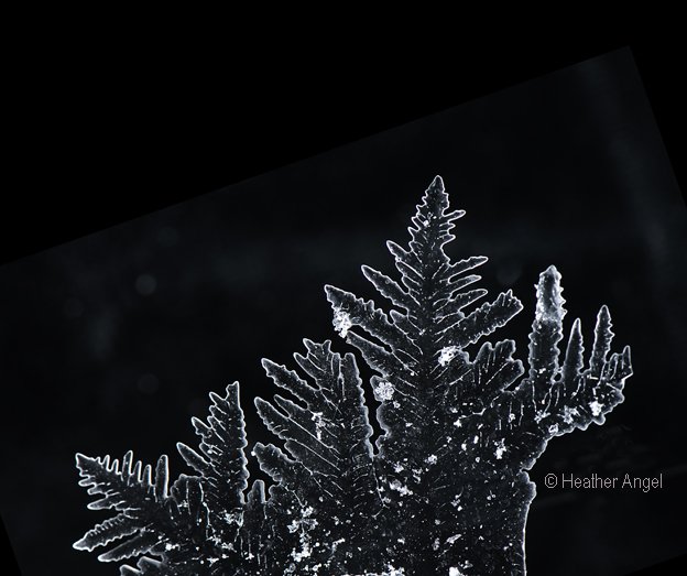 angelantics's tweet image. Exquisite ice pattern formed in temporary container for new submerged aquatic plants in garage as our pond froze over days ago. I broke the ice &amp;amp; disposed of fragile sheets outside. Only later did I realise I should have been more careful as this is sole intact fragment