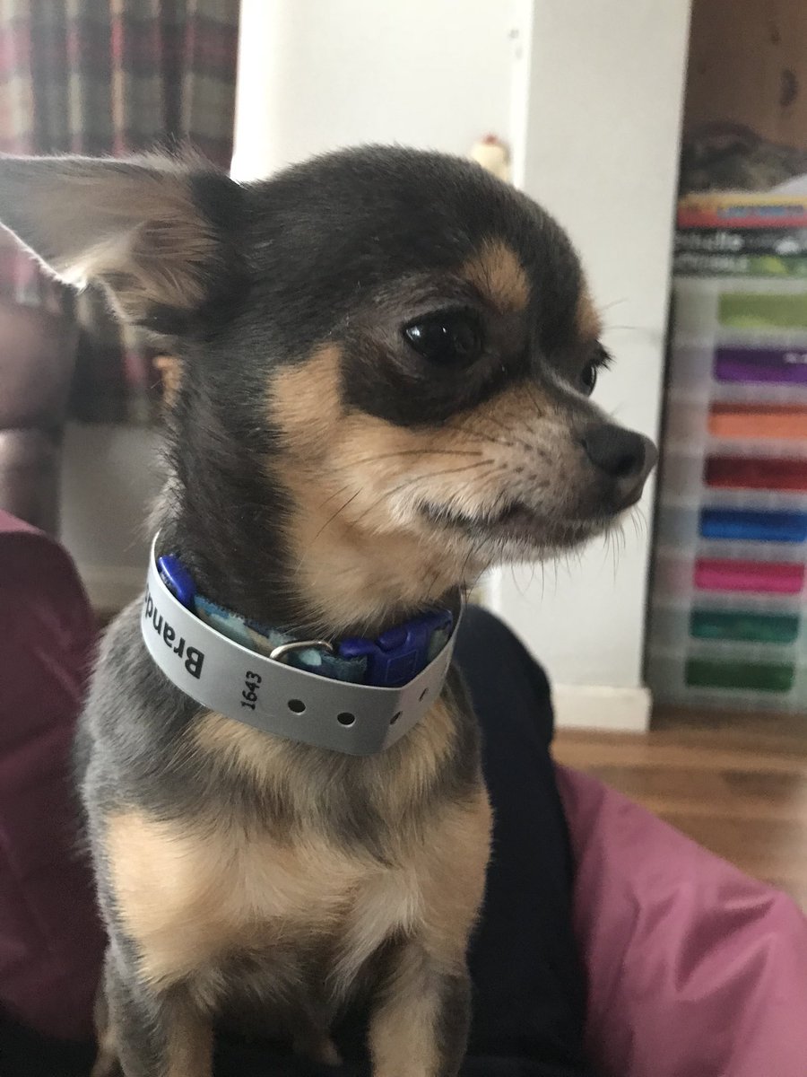 What a little cutie , all briefed and ready to cause havoc #chihuahuas
