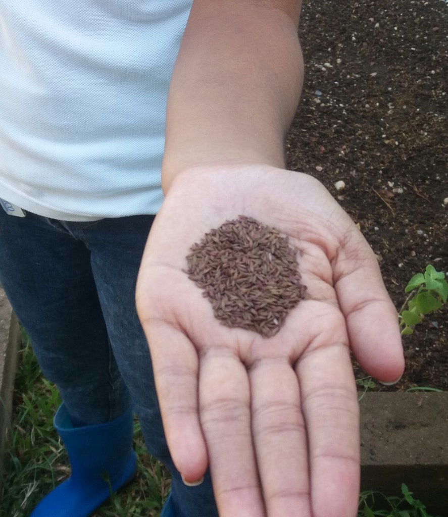 InassCalabozo's tweet photo. Cumpliendo con el envejecimiento activo. Siembra de lechuga con nuestros Adultos Mayores @Inass_GeroAldea @magallyvina @josemvasquez @NicolasMaduro https://t.co/ngSCl0ajyt