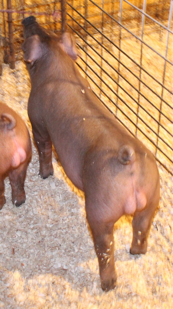 lbshowpigs's tweet photo. Finally snapped some pics of our 2 Duroc litters! They are starting to take shape and we are excited about these prospects! #showpigs #Durocs #ShowSeason2018 https://t.co/5gEjr9j7V4