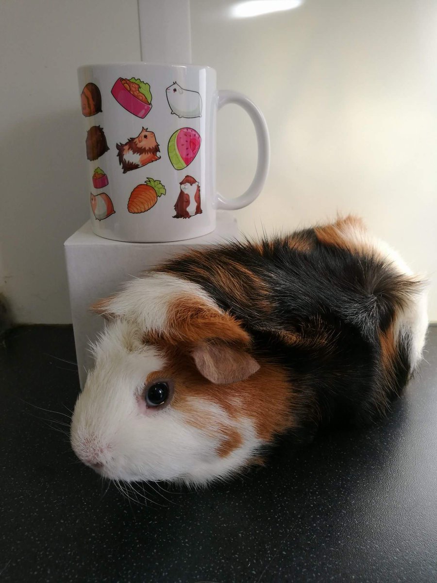 CavyCornerS's tweet photo. A couple of the fantastic prizes in the raffle at our Furry Pet Fun Show this Sunday bring your Furry friends along and have a great day. Lots to do stalls selling lots of goodies, great home baking. https://t.co/ZhJMgiiQsY