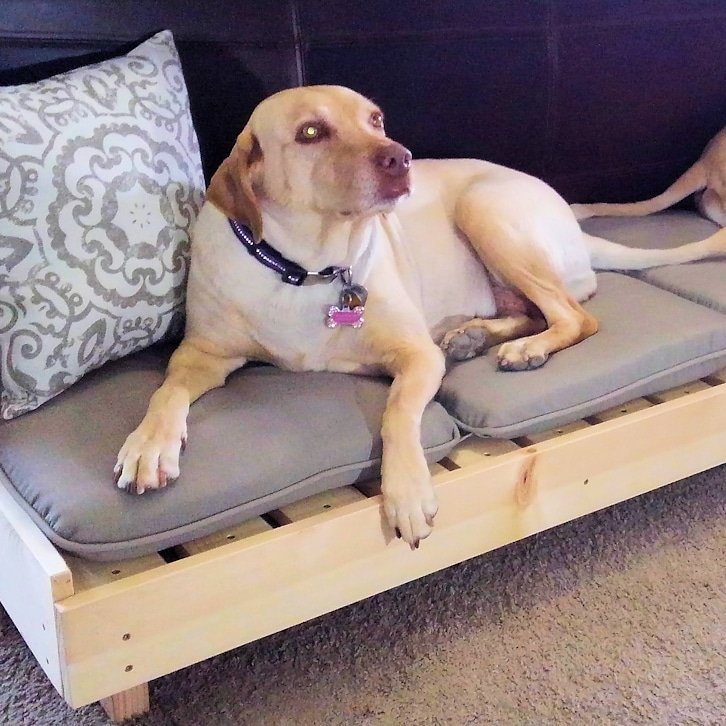Specific_Love's tweet photo. DIY Large Dog Bed Built with Basic Tools.
I recently traveled to Arizona for a customer to make their two dogs a custom large dog bed that would sit at the base of their master bed.
Watch Video: https://t.co/vUt0LbyUmM
#diy #dogbed #custom #homemafe #buildsomething https://t.co/K5Xm4Iz1me