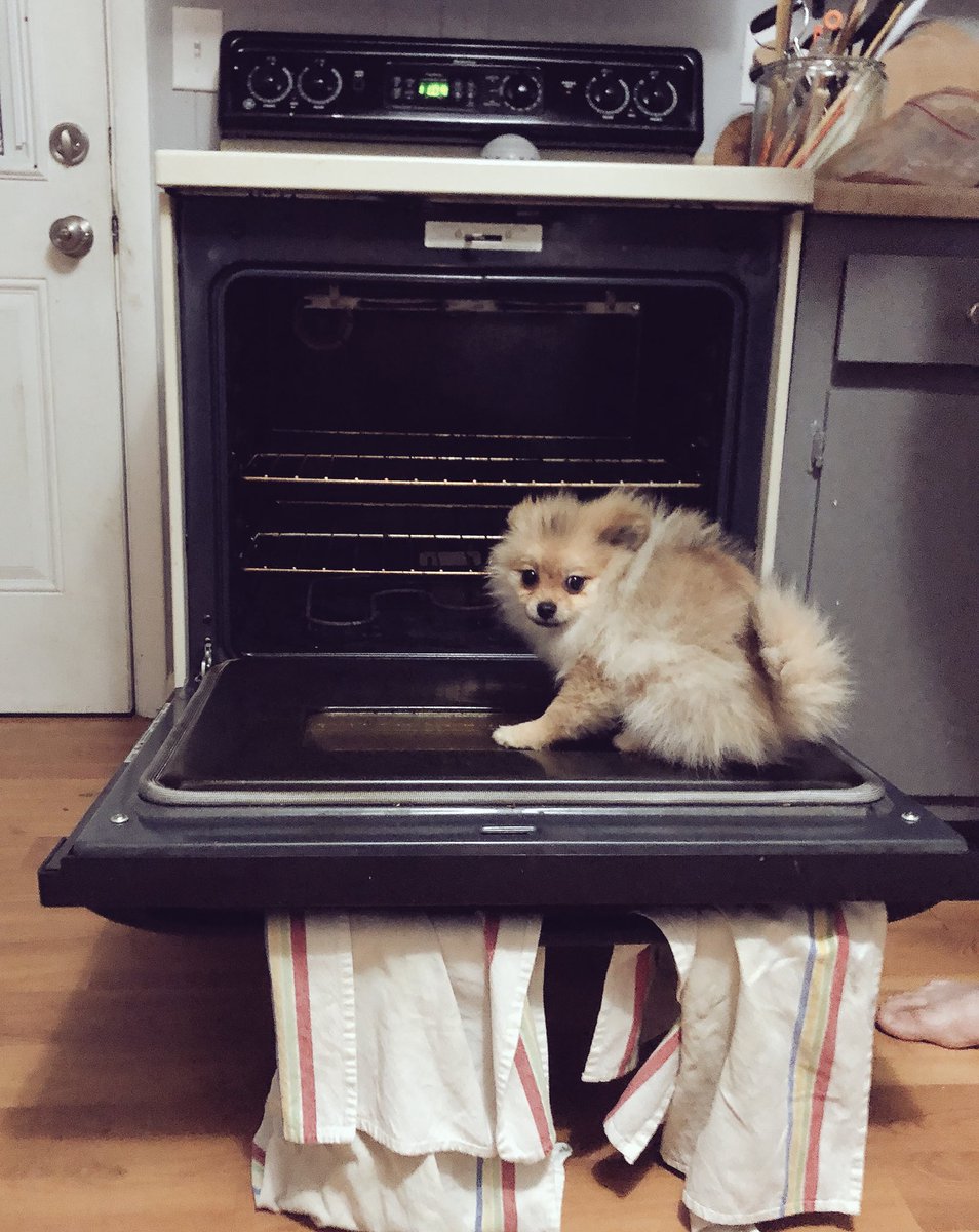 JakeParkerFilms's tweet photo. "Would you mind getting into the oven to clean it?" @POMelaVoorhees @ModernHorrors #horrorpets #TheVisit #Horror #Pomeranian #homeimprovement https://t.co/Uns51uiN7D
