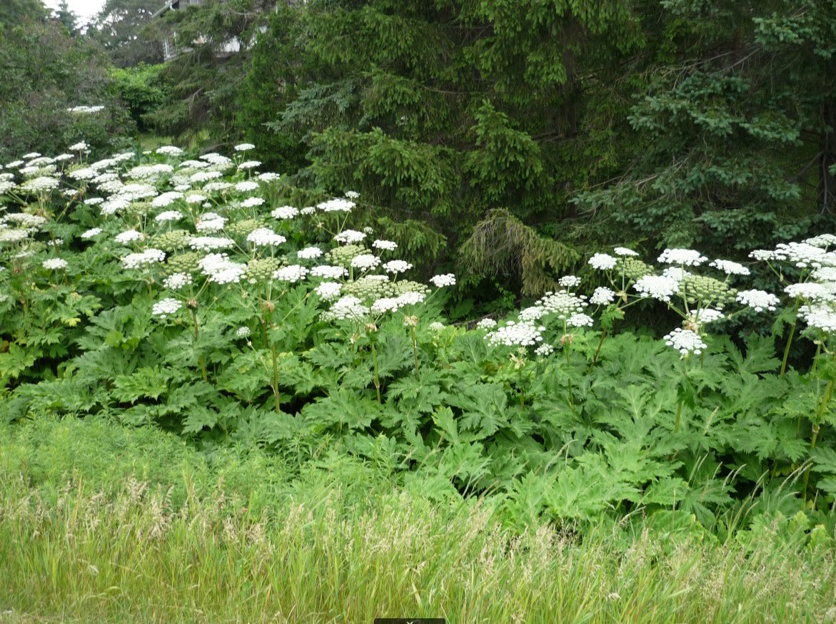 FishWildlifeON's tweet photo. Make sure your garden is invasives-free! Do not purchase, trade or grow giant hogweed in your garden. Giant hogweed resembles many other plant species such as cow parsnip and wild carrot but is extremely invasive and destructive to native plants. #InvSpWk https://t.co/LgFpHLlQVH
