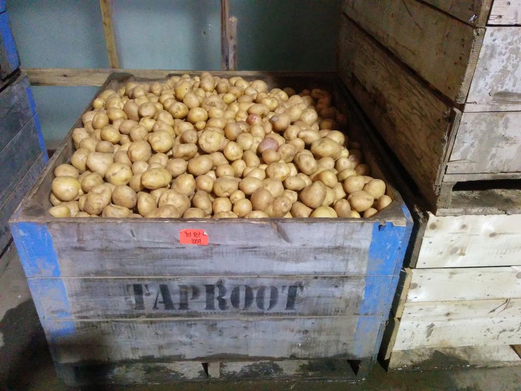 TaprootFarms's tweet photo. Bins and bins of veggies in winter storage! #localNS #organic https://t.co/AKGcNxzSsK