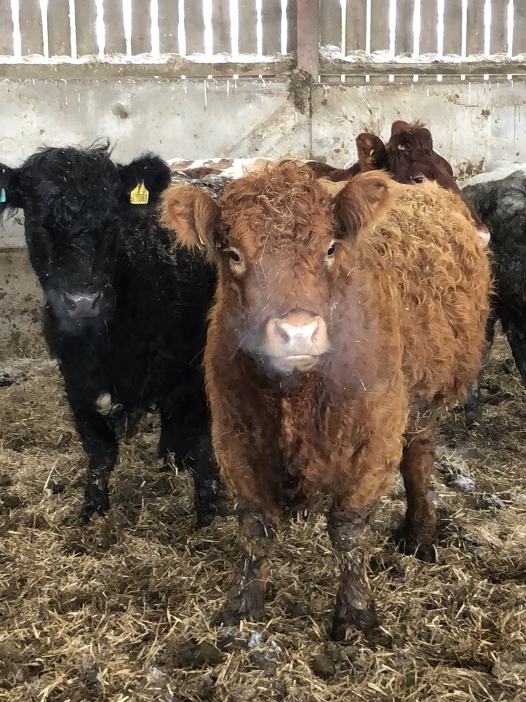 newlandfarm's tweet photo. Chilly in the shed #SpringCalvers #ProperFarming https://t.co/EA8Q0BUPEA