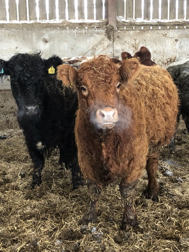 newlandfarm's tweet photo. Chilly in the shed #SpringCalvers #ProperFarming https://t.co/EA8Q0BUPEA